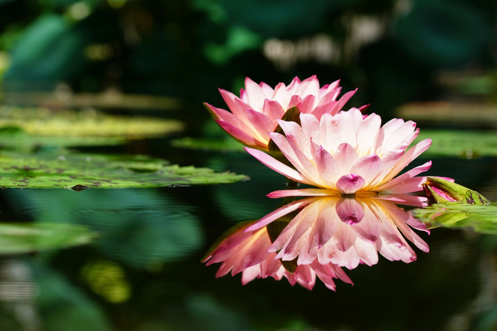 Pink water lilies reflected on the surface of a pond